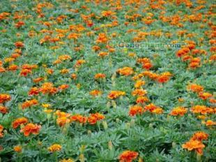 供應山東孔雀草 品質優良，森淼花卉專業批發