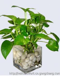 合肥聚美堂 綠植花卉租賃與銷售，科技賦能的農副產品新選擇